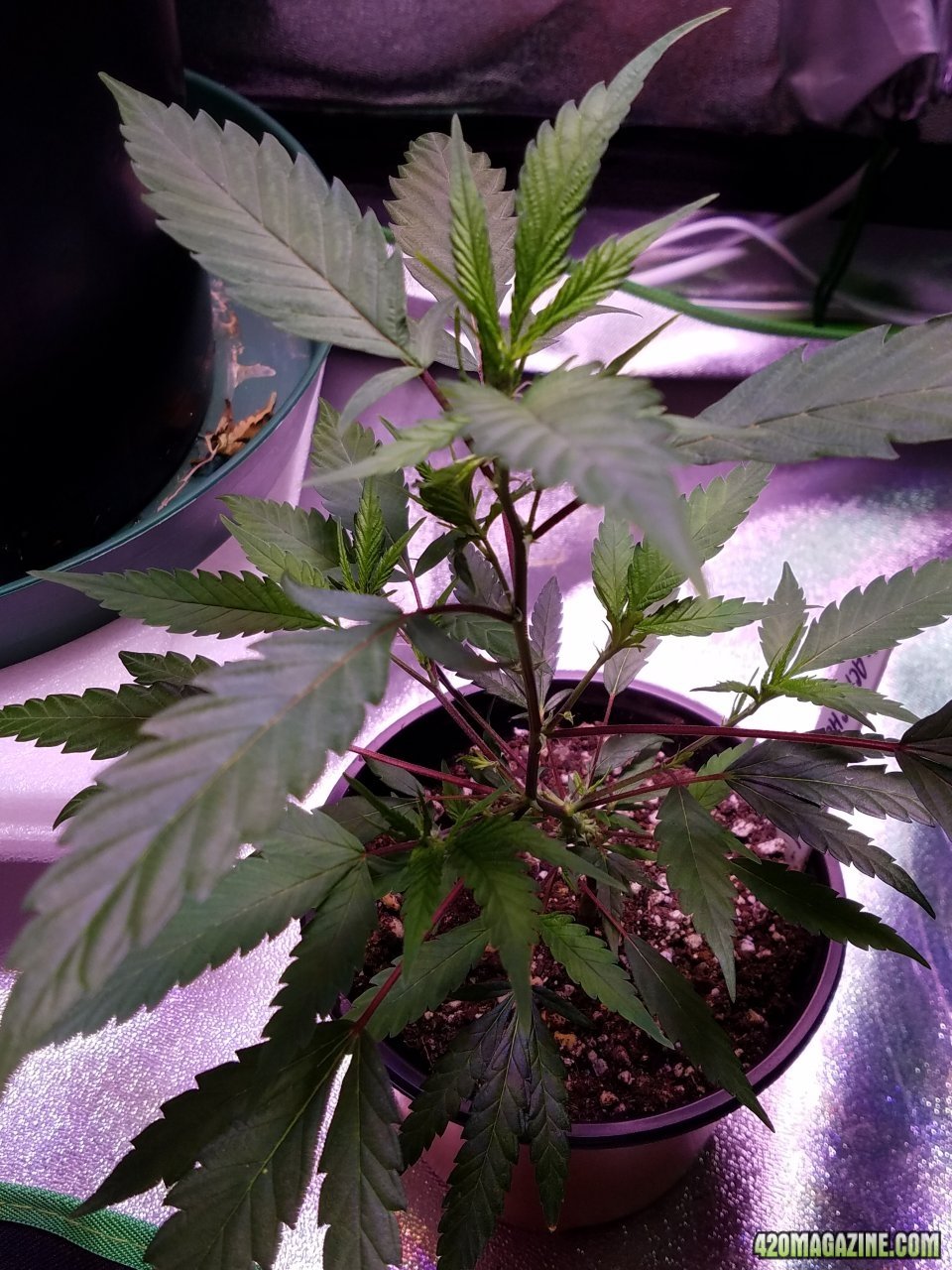 061118 Black Cherry Punch Clone Day 32 3.jpg