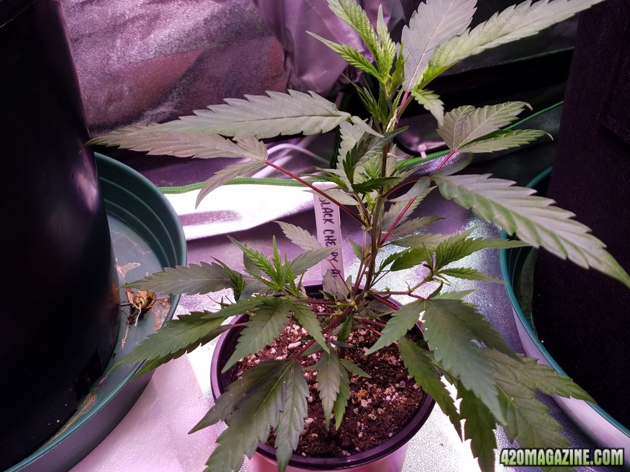 061118 Black Cherry Punch Clone Day 32 4.jpg