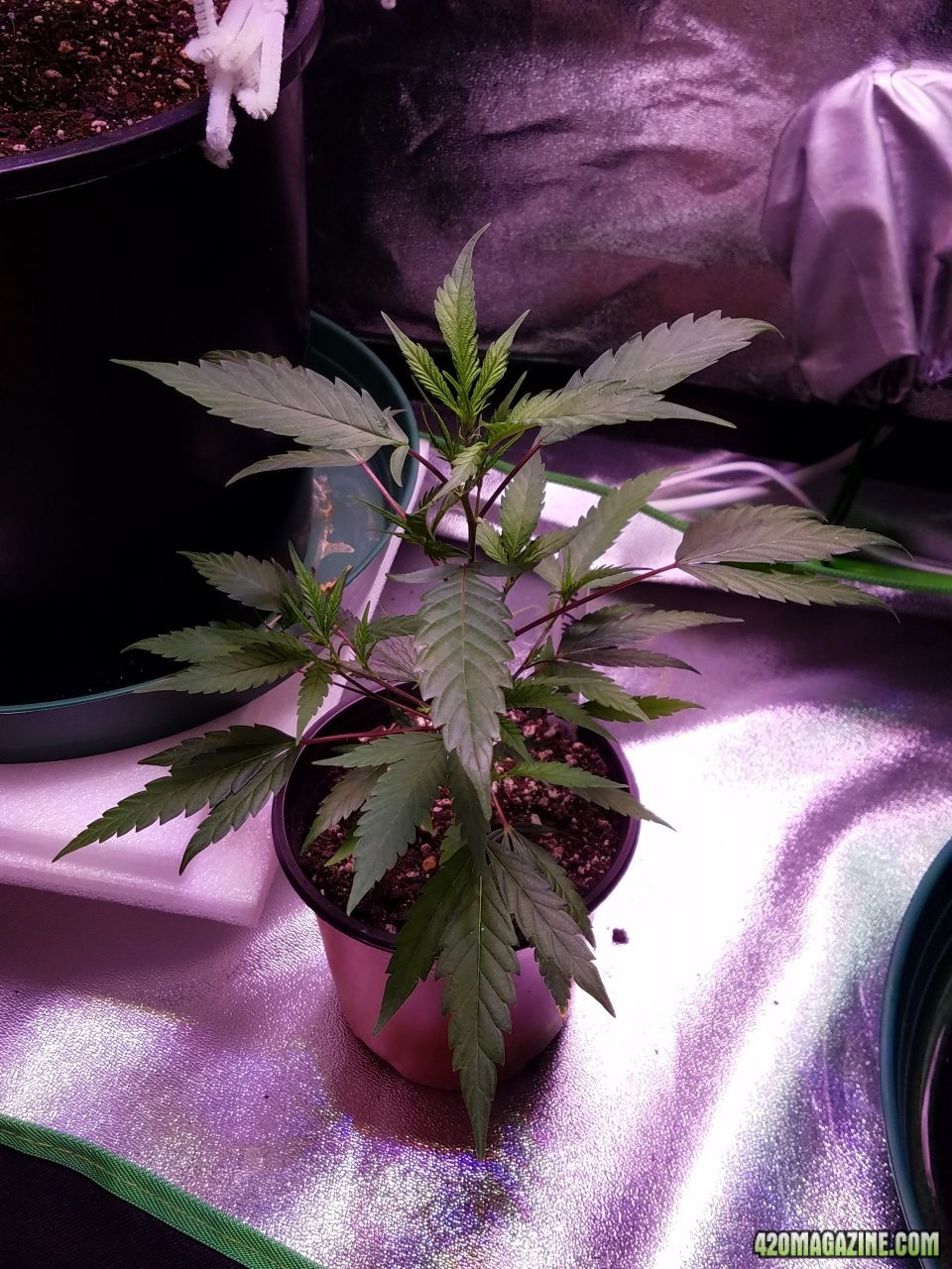 061118 Black Cherry Punch Clone Day 32 5.jpg