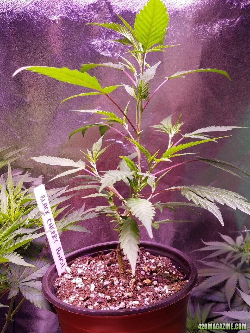 061118 Black Cherry Punch Clone Day 32 6.jpg