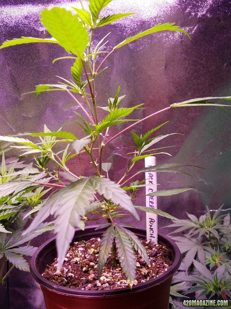 061118 Black Cherry Punch Clone Day 32 7.jpg