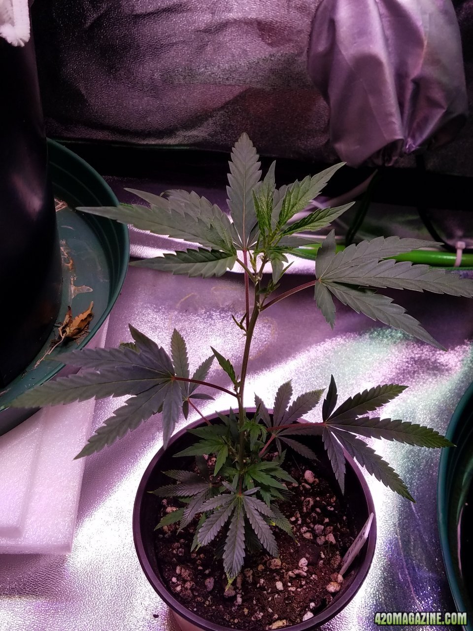 061118 Tangie x Ghost Train Haze Clone Day 32 1.jpg