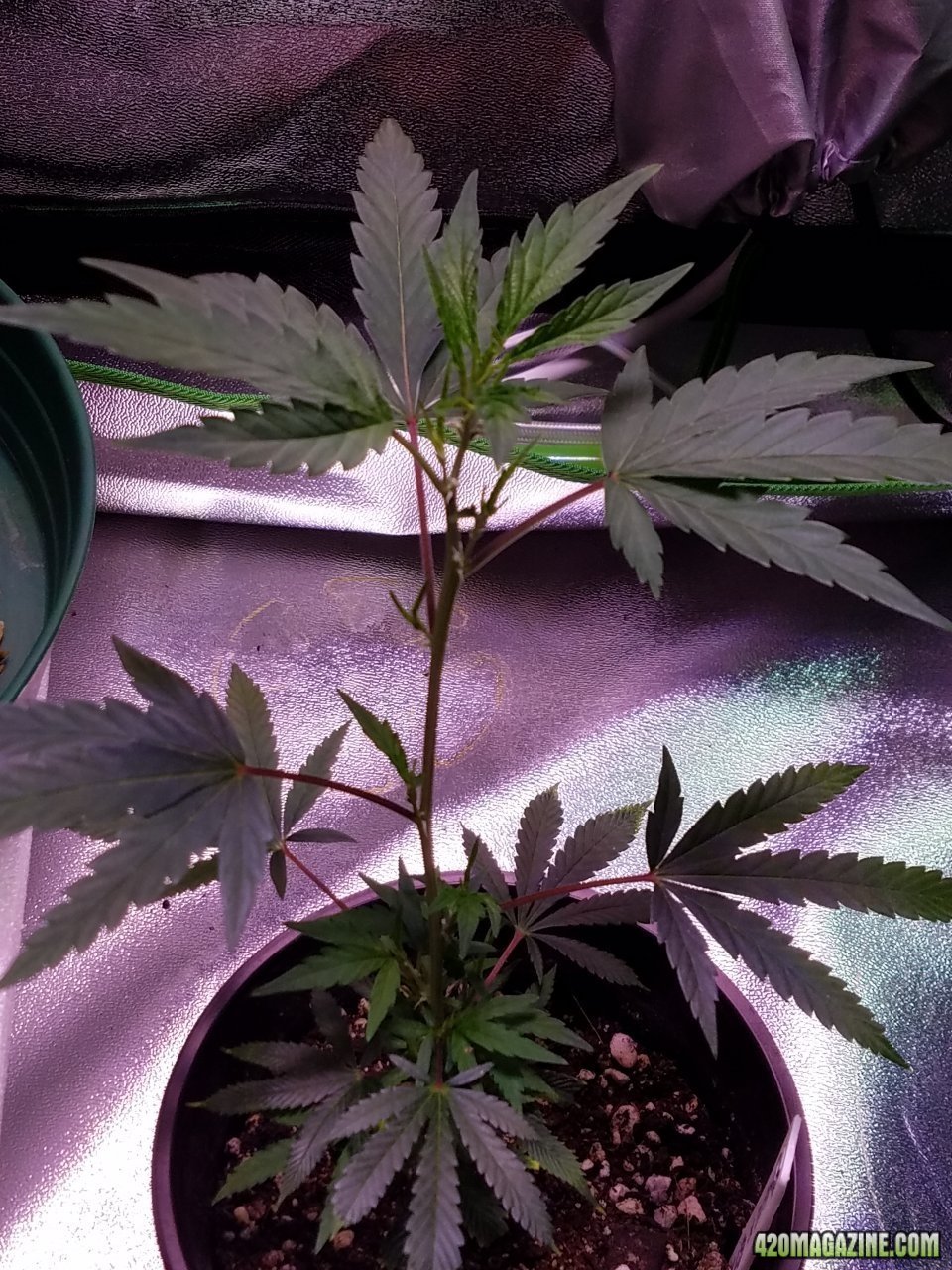 061118 Tangie x Ghost Train Haze Clone Day 32 2.jpg