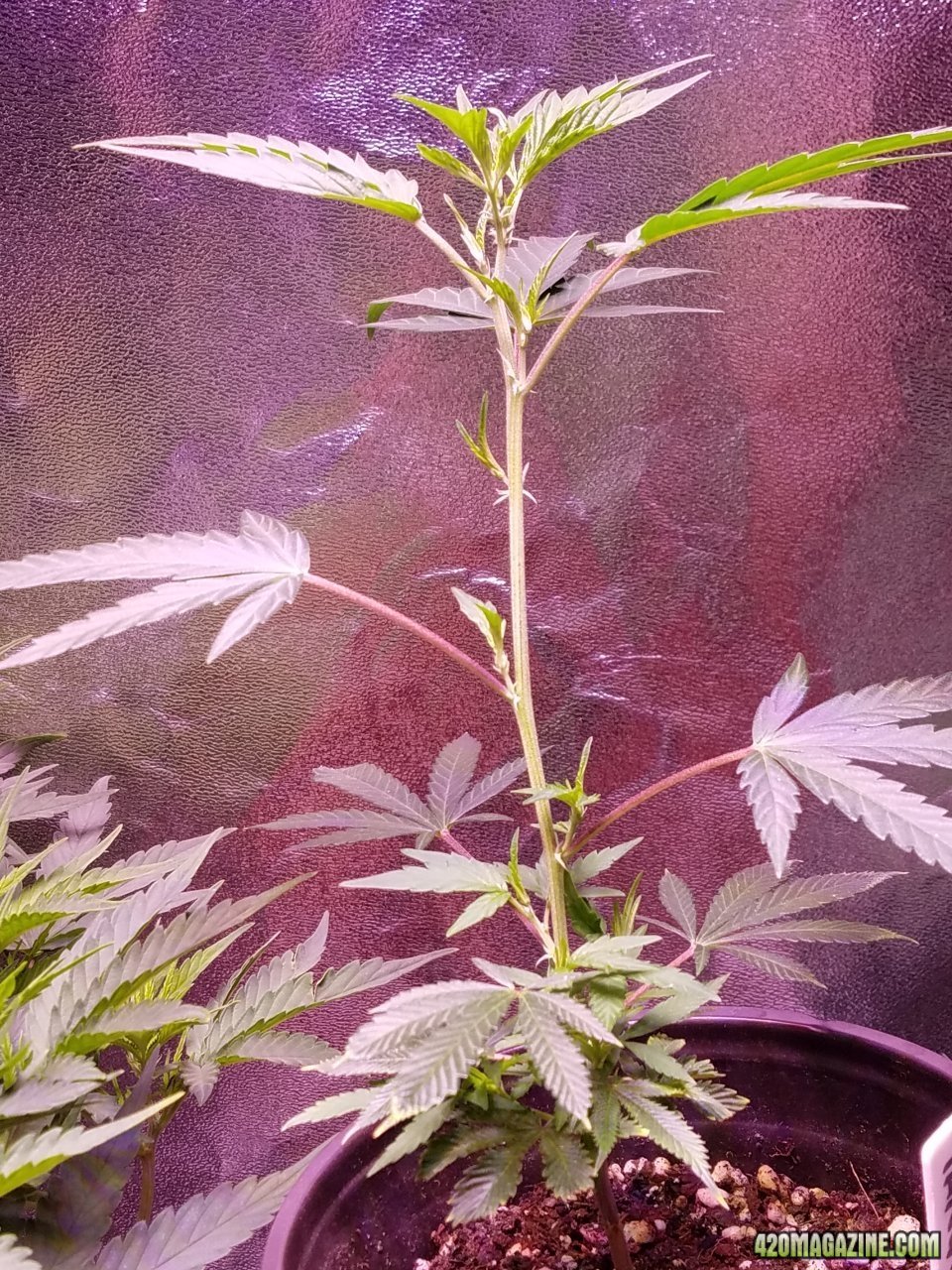 061118 Tangie x Ghost Train Haze Clone Day 32 3.jpg