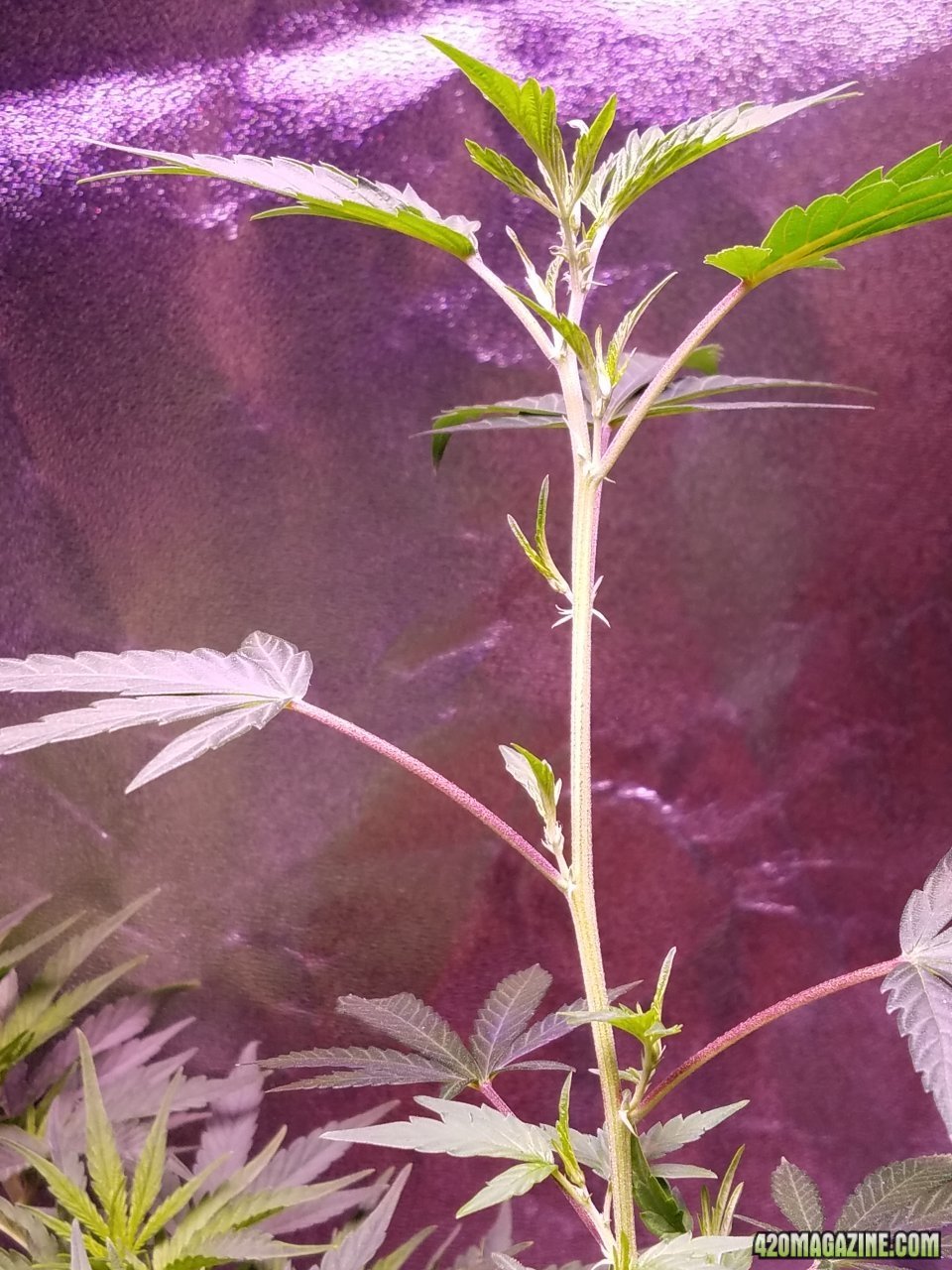 061118 Tangie x Ghost Train Haze Clone Day 32 4.jpg