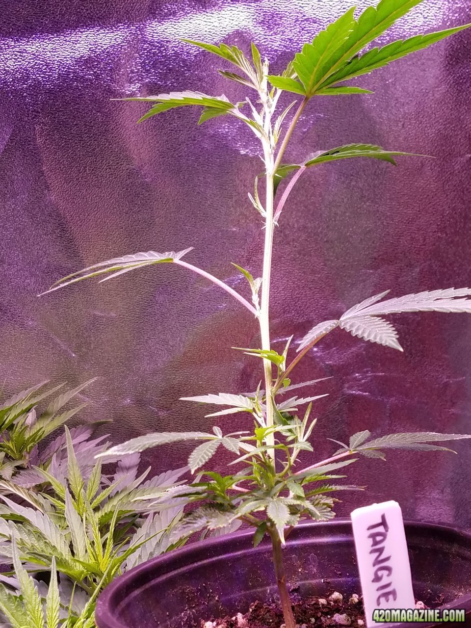 061118 Tangie x Ghost Train Haze Clone Day 32 5.jpg