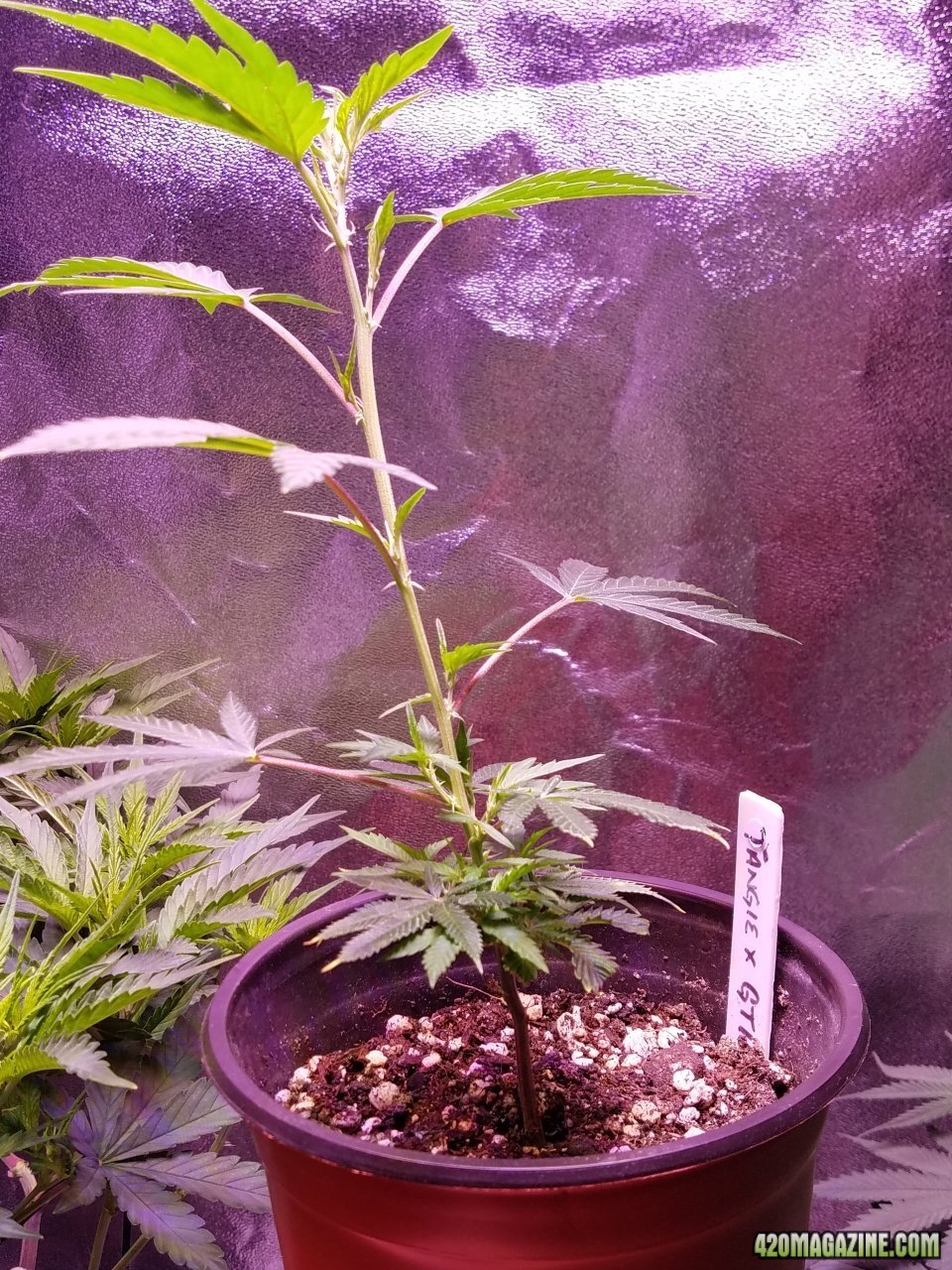 061118 Tangie x Ghost Train Haze Clone Day 32 7.jpg