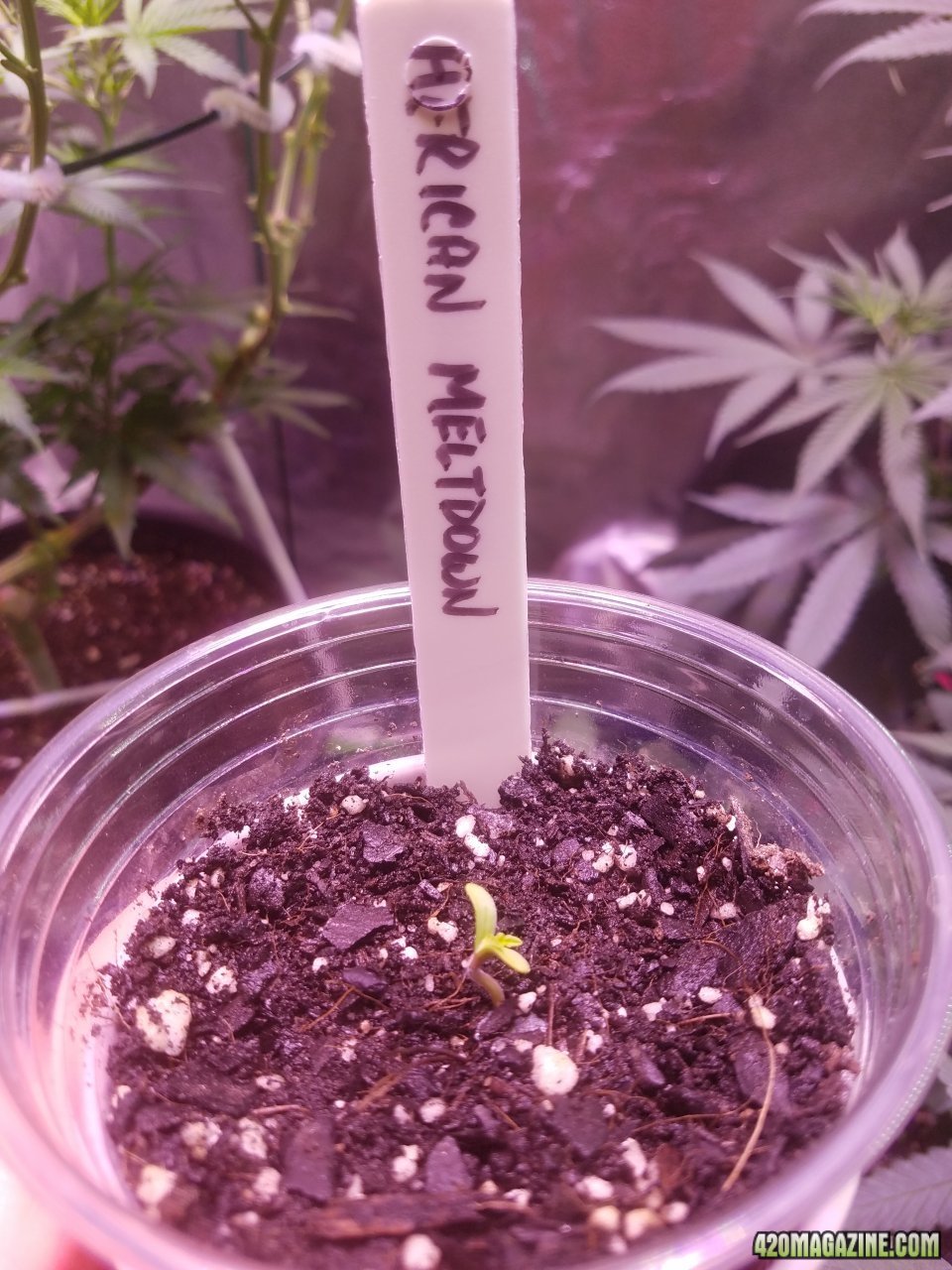 061218 African Meltdown Seedling Day 1.jpg