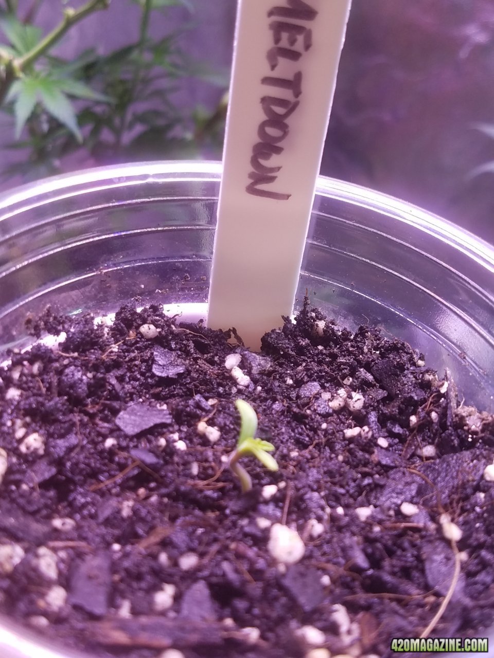 061218 African Meltdown Seedling Day 2.jpg