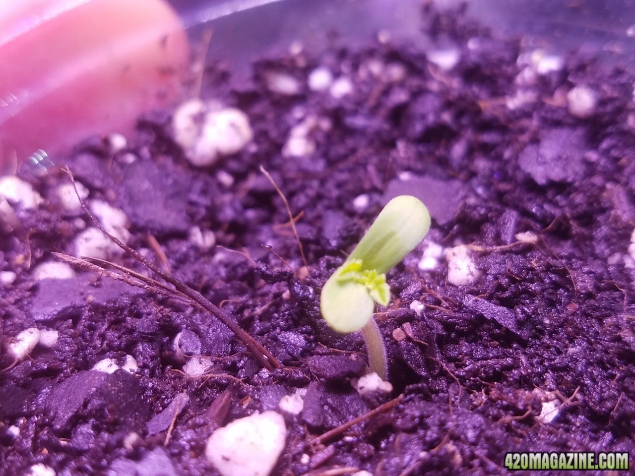 061218 African Meltdown Seedling Day 3.jpg