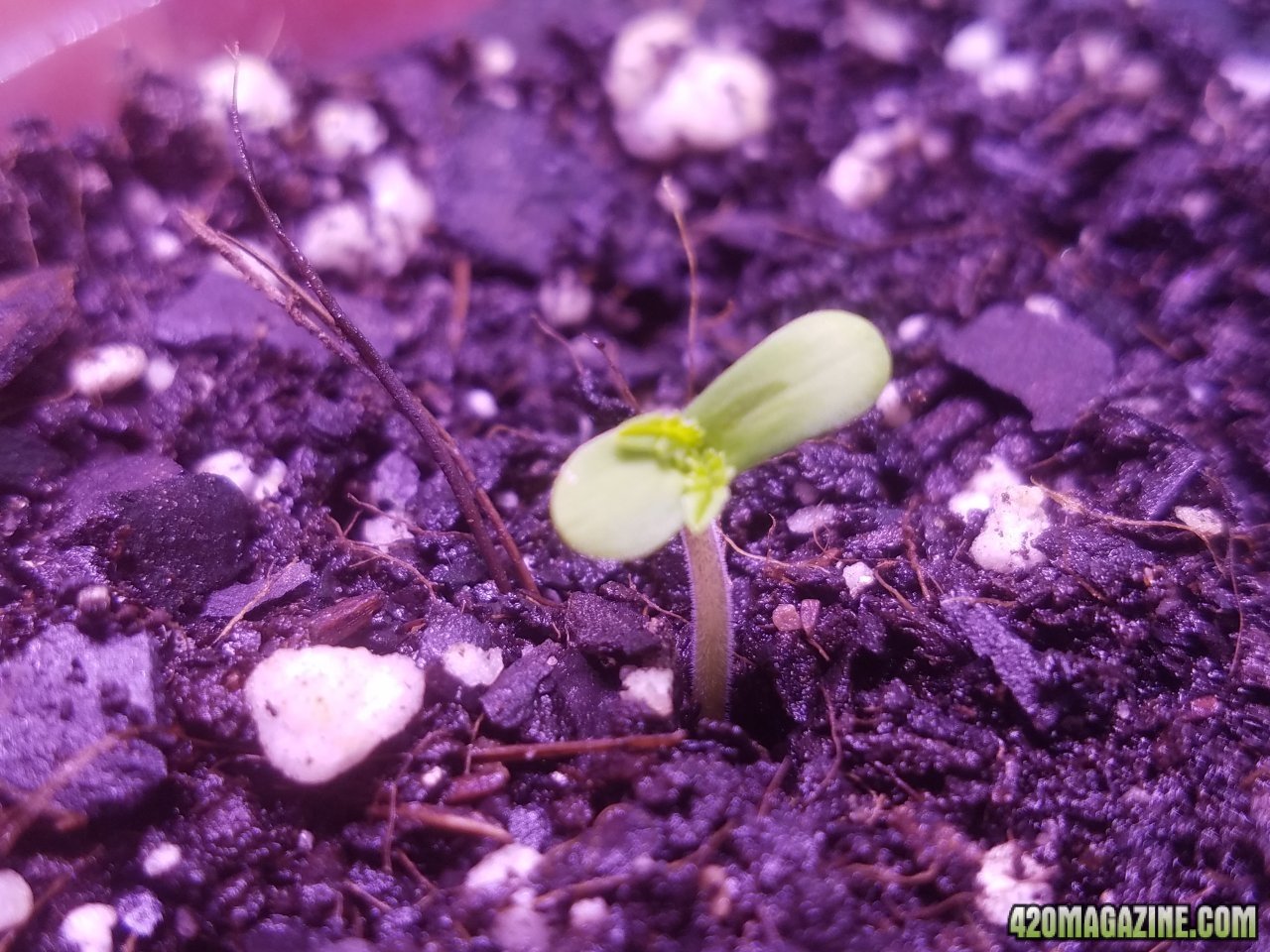 061218 African Meltdown Seedling Day 4.jpg