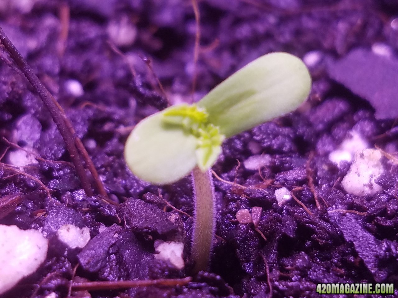 061218 African Meltdown Seedling Day 5.jpg