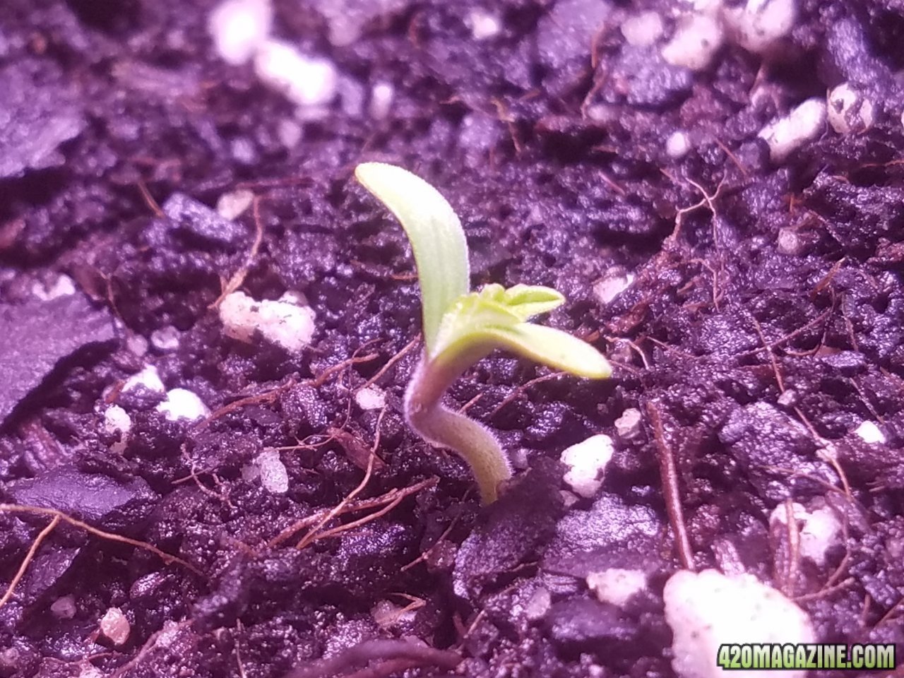 061218 African Meltdown Seedling Day 6.jpg