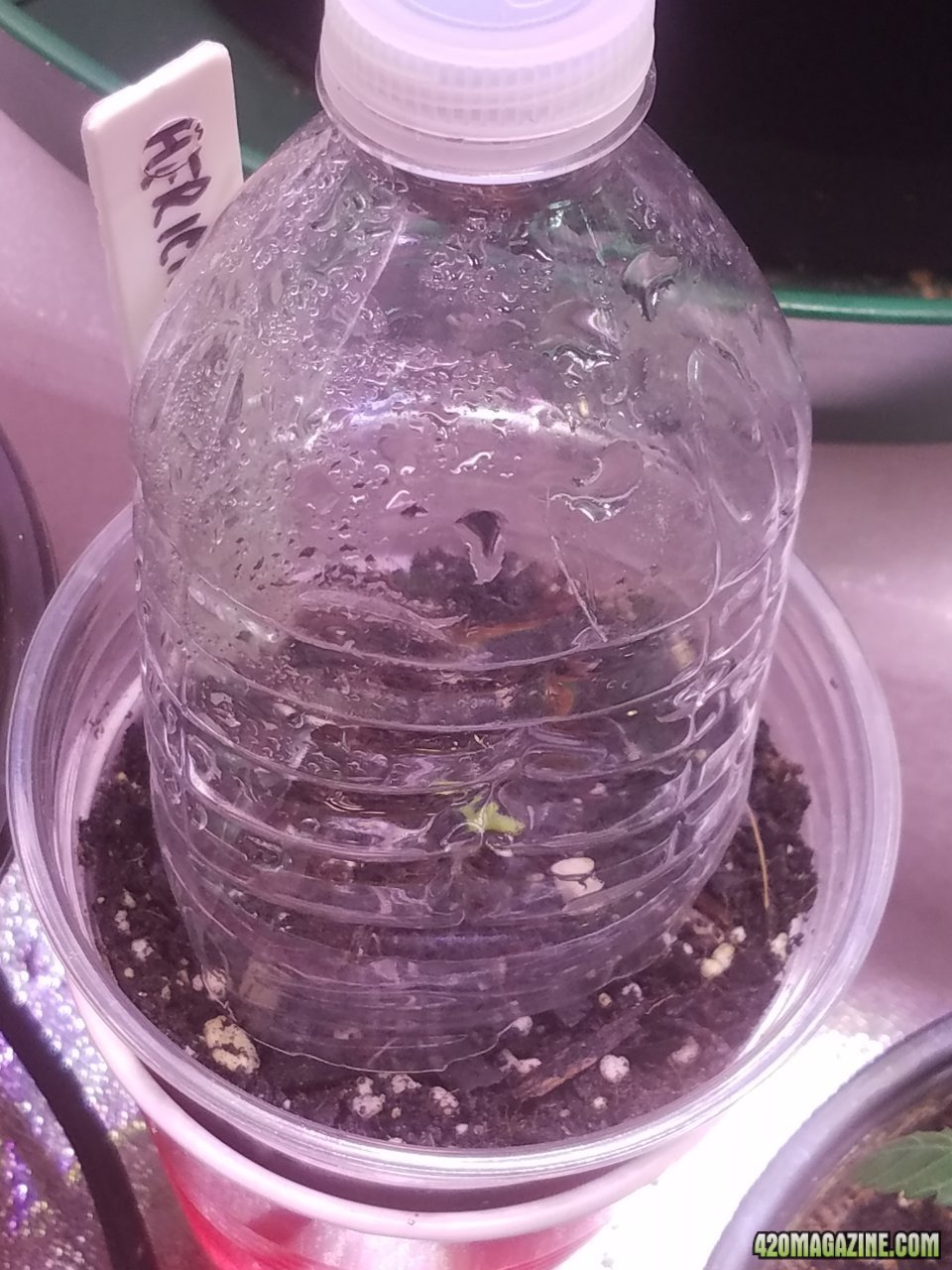 061218 African Meltdown Seedling Day 7.jpg