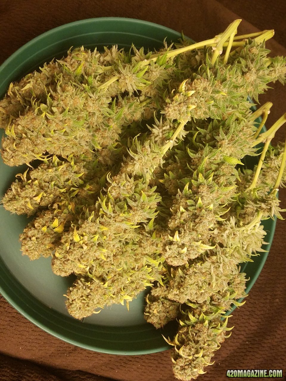 061318 Blue Dream Harvest Day 60 1.jpg