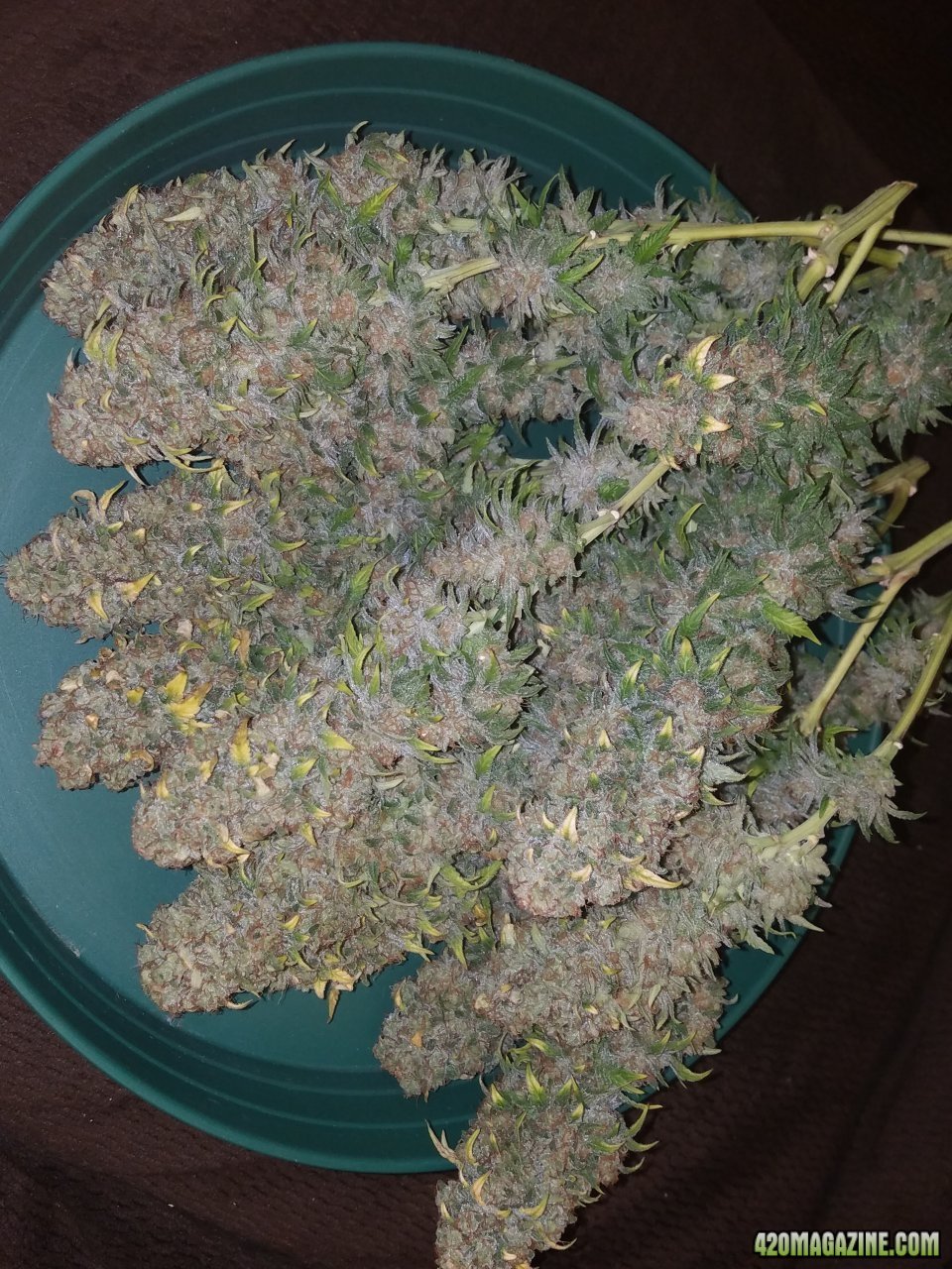 061318 Blue Dream Harvest Day 60 2.jpg