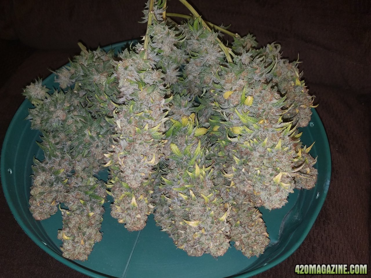 061318 Blue Dream Harvest Day 60 3.jpg