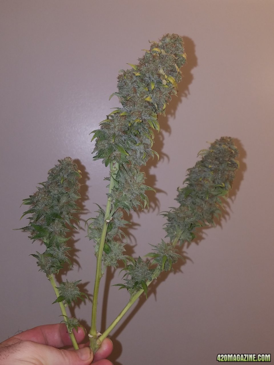 061318 Blue Dream Harvest Day 60 4.jpg