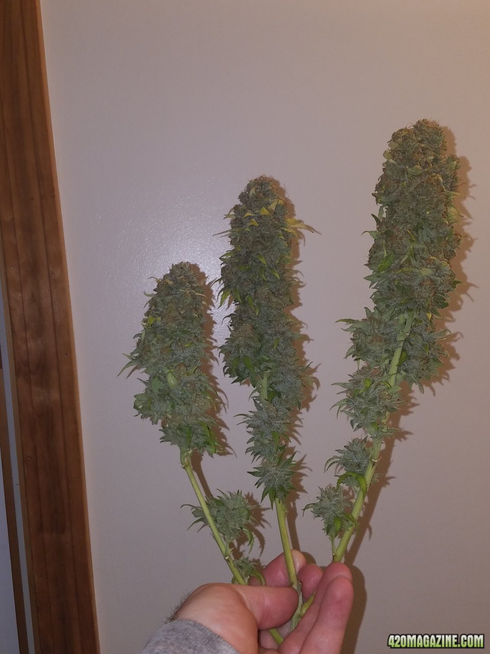 061318 Blue Dream Harvest Day 60 5.jpg