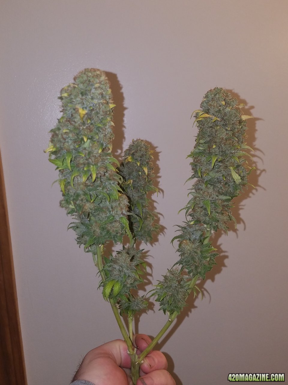 061318 Blue Dream Harvest Day 60 6.jpg