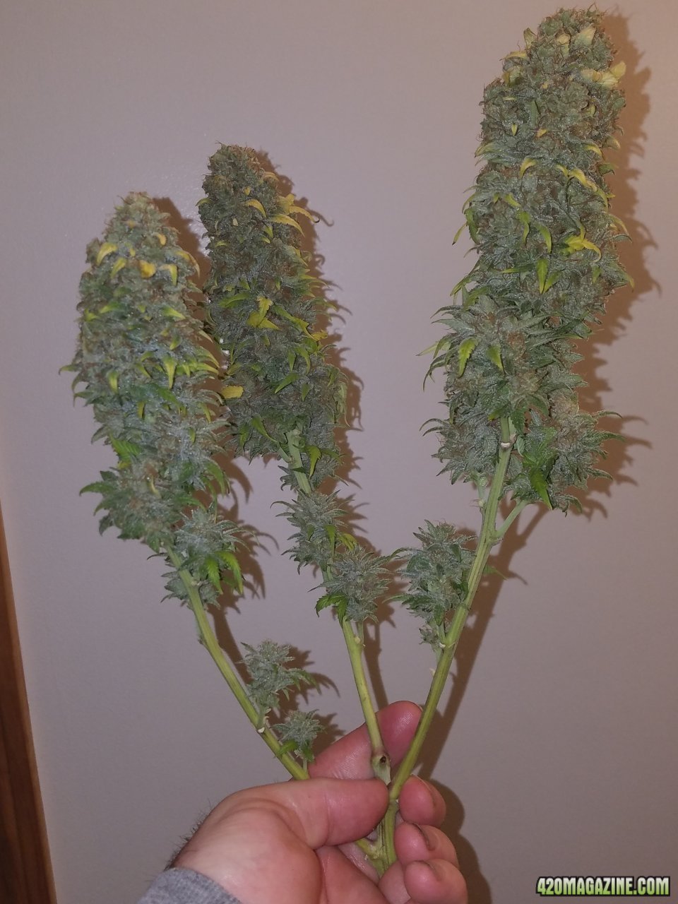 061318 Blue Dream Harvest Day 60 7.jpg