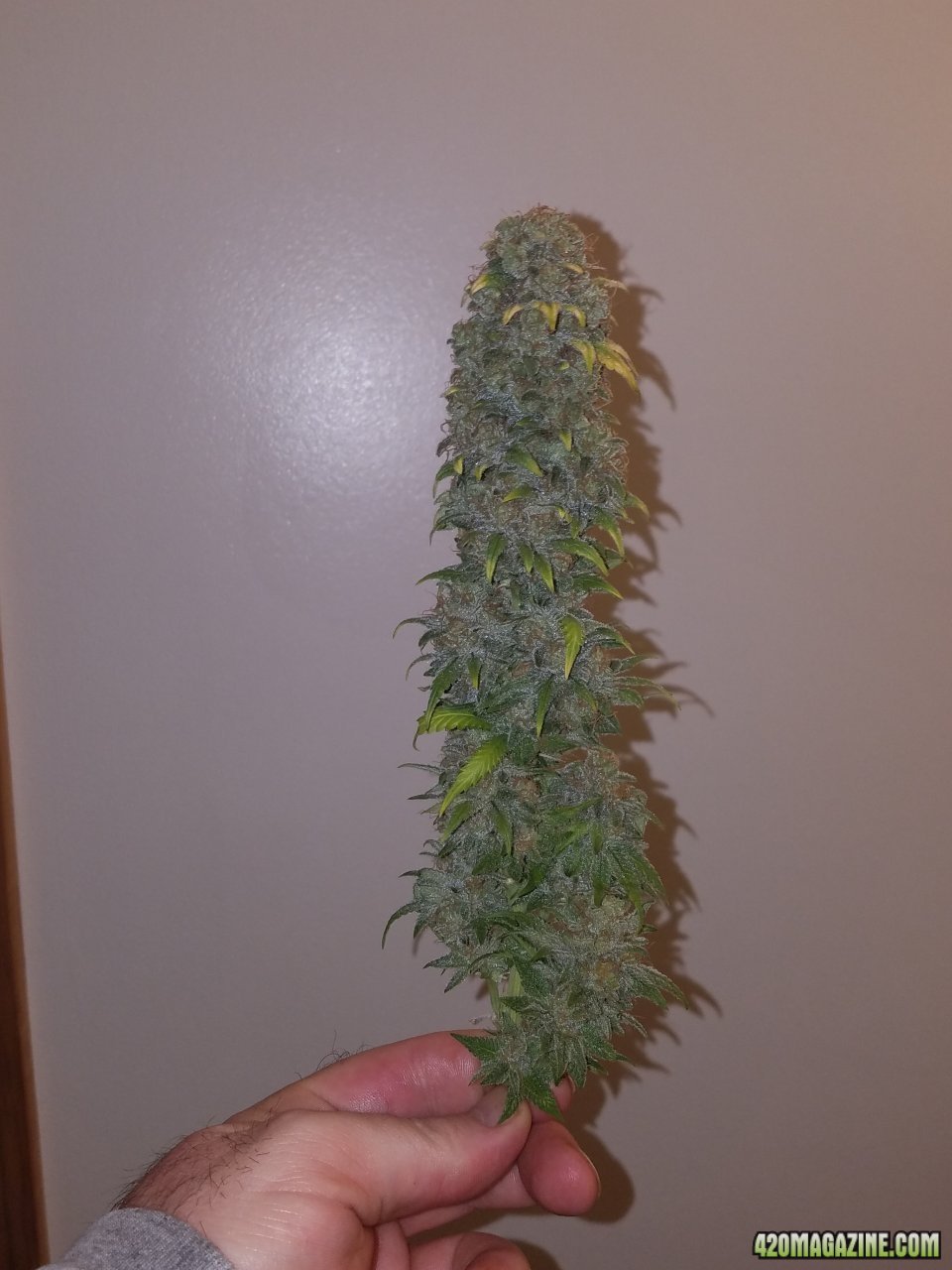 061318 Blue Dream Harvest Day 60 9.jpg