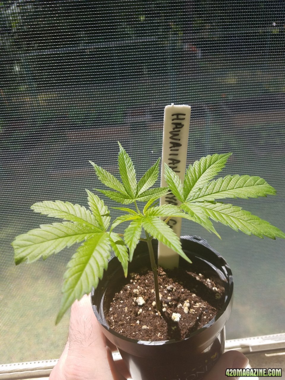 061918 Hawaiian Mayan Gold Clone Day 5 3.jpg