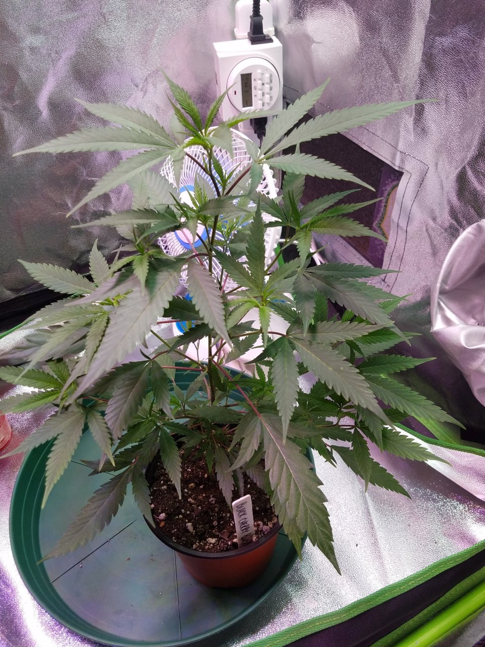 062518 Black Cherry Punch Clone Day 46 1.jpg