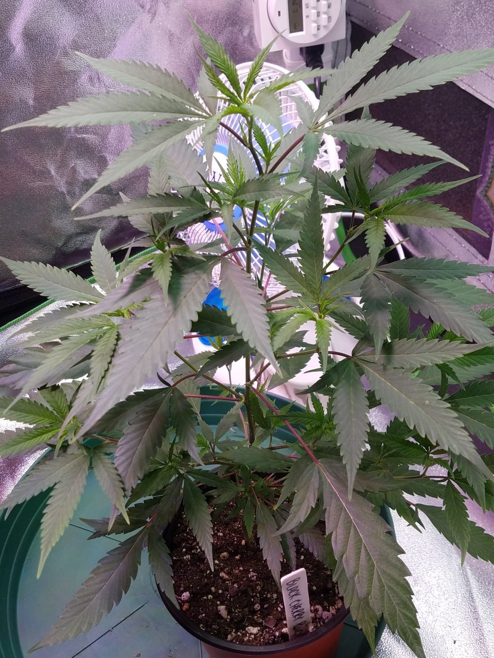 062518 Black Cherry Punch Clone Day 46 2.jpg