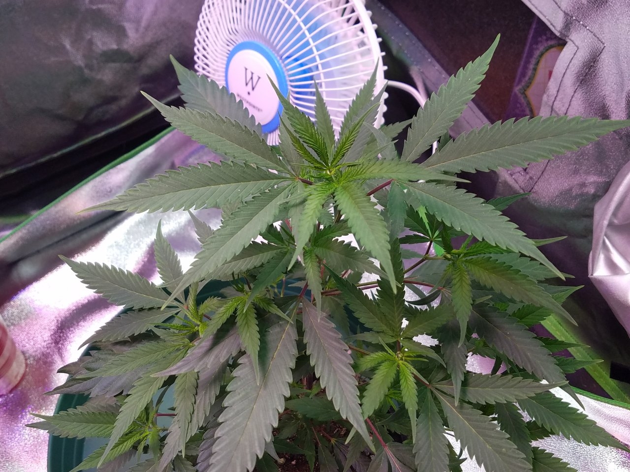 062518 Black Cherry Punch Clone Day 46 4.jpg