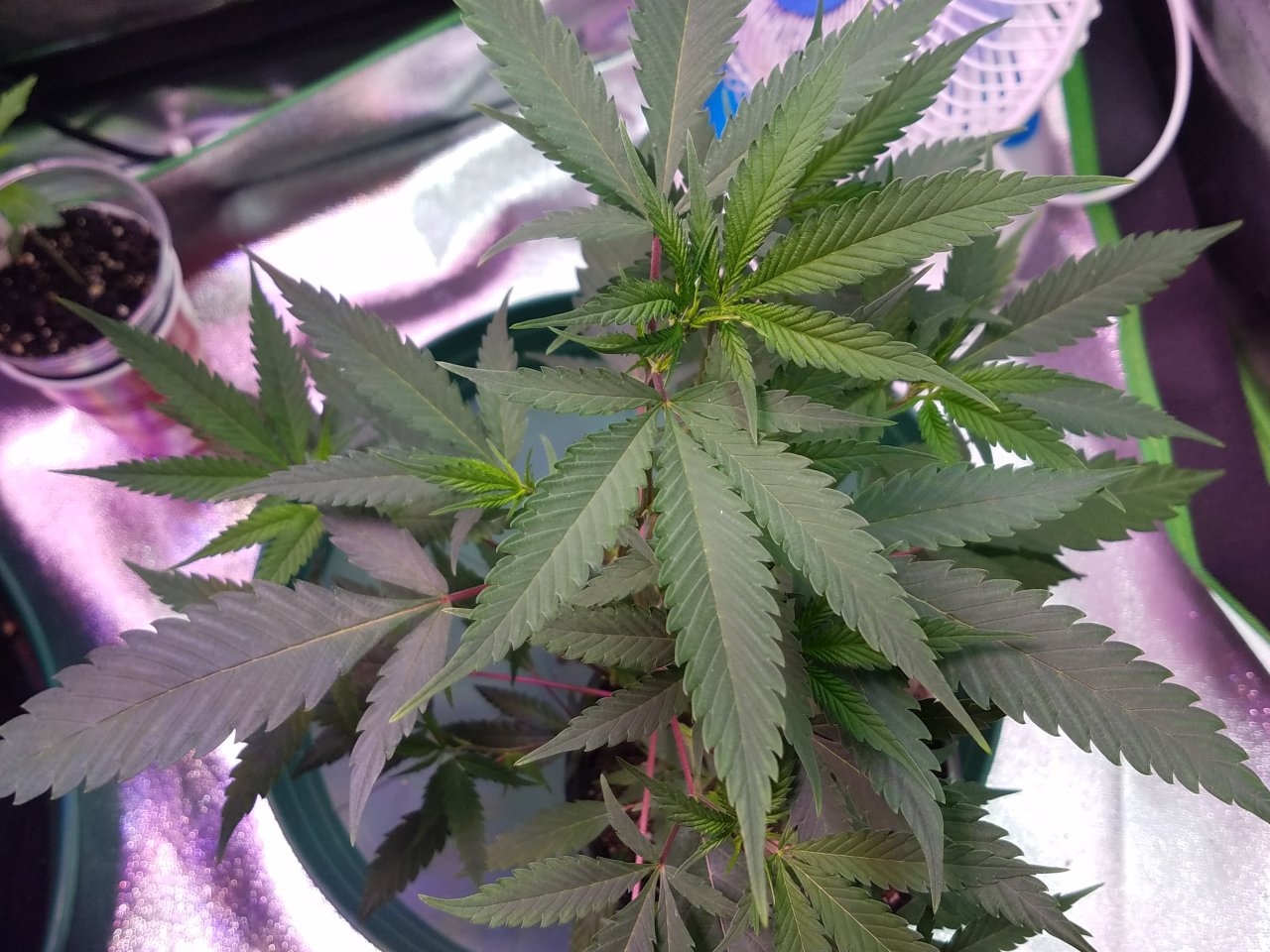 062518 Black Cherry Punch Clone Day 46 5.jpg