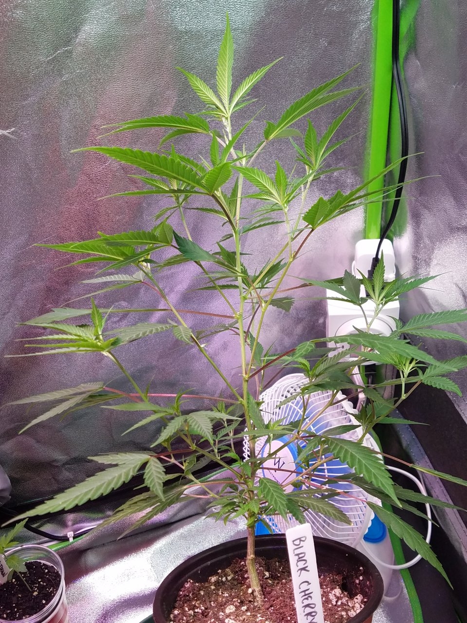 062518 Black Cherry Punch Clone Day 46 6.jpg