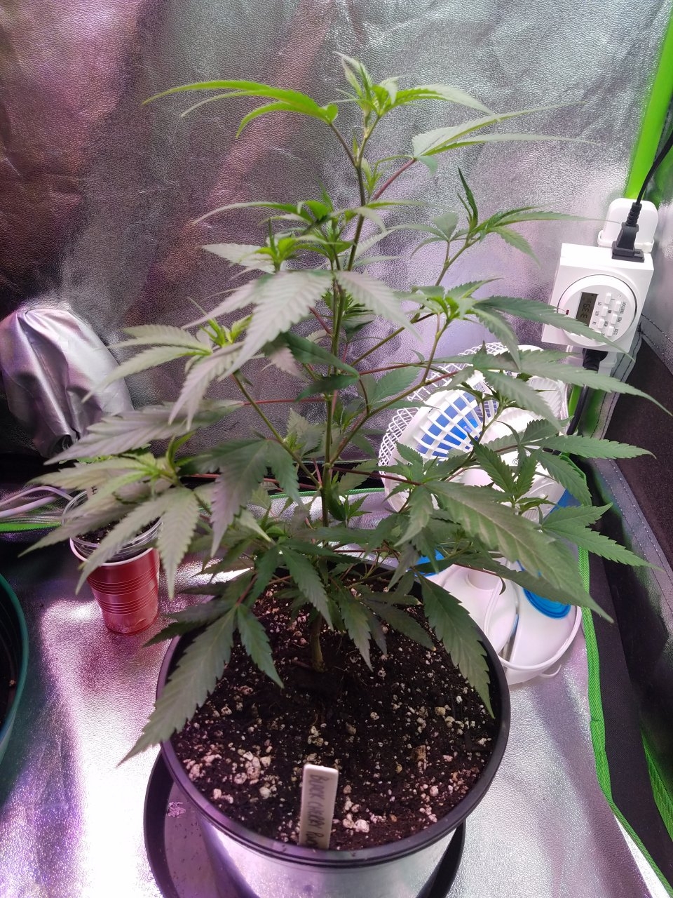 062518 Black Cherry Punch Clone Day 46 7.jpg