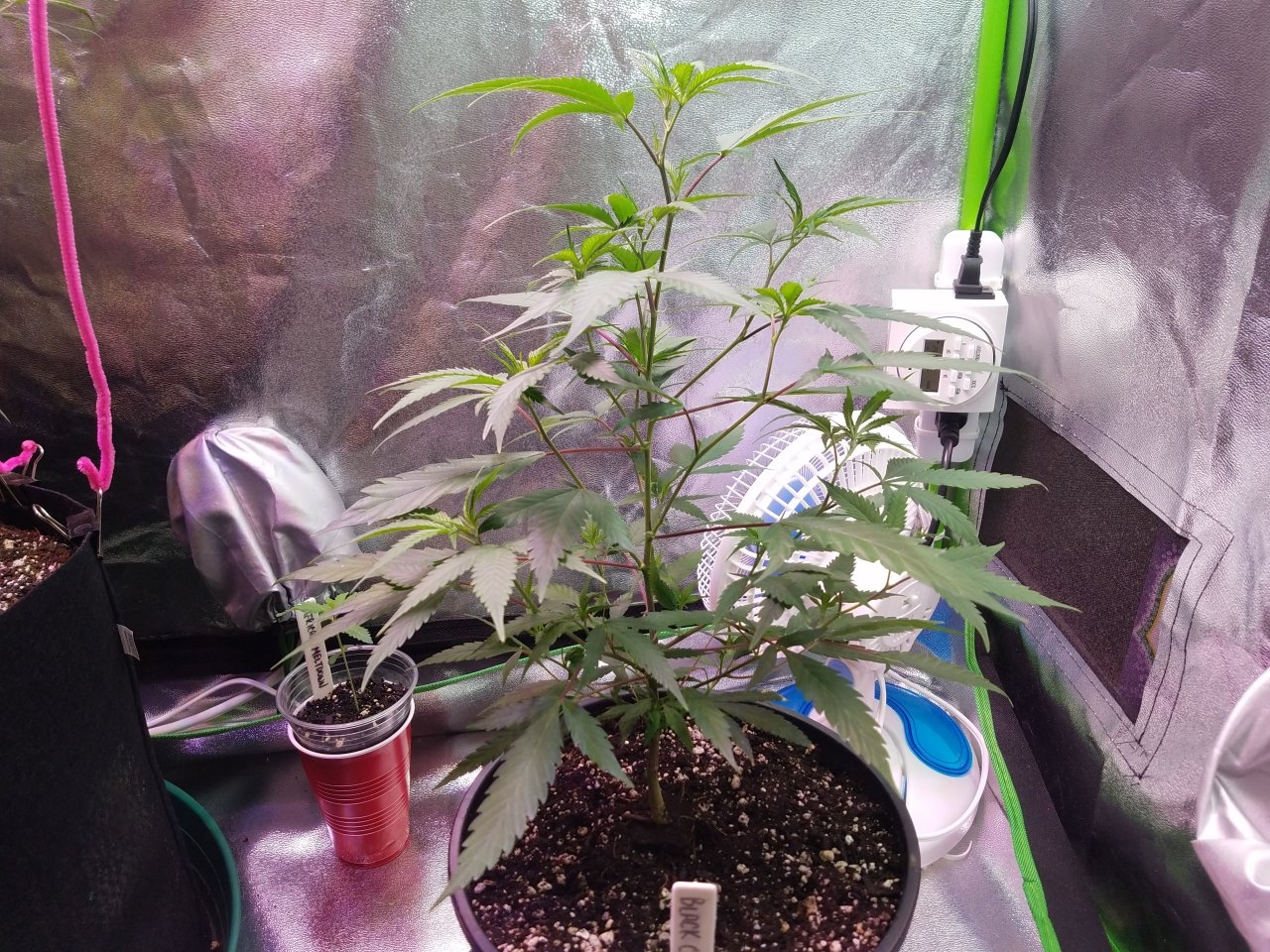 062518 Black Cherry Punch Clone Day 46 8.jpg