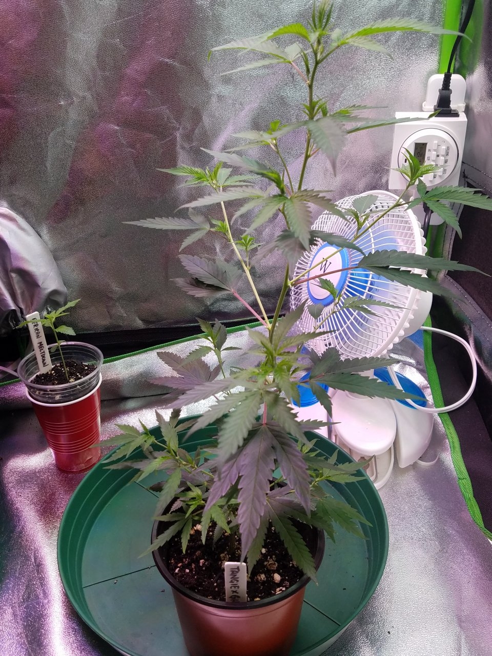 062518 Tangie x Ghost Train Haze Clone Day 46 1.jpg