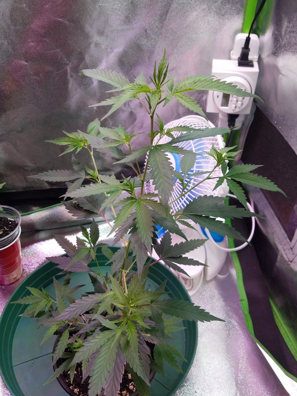 062518 Tangie x Ghost Train Haze Clone Day 46 2.jpg