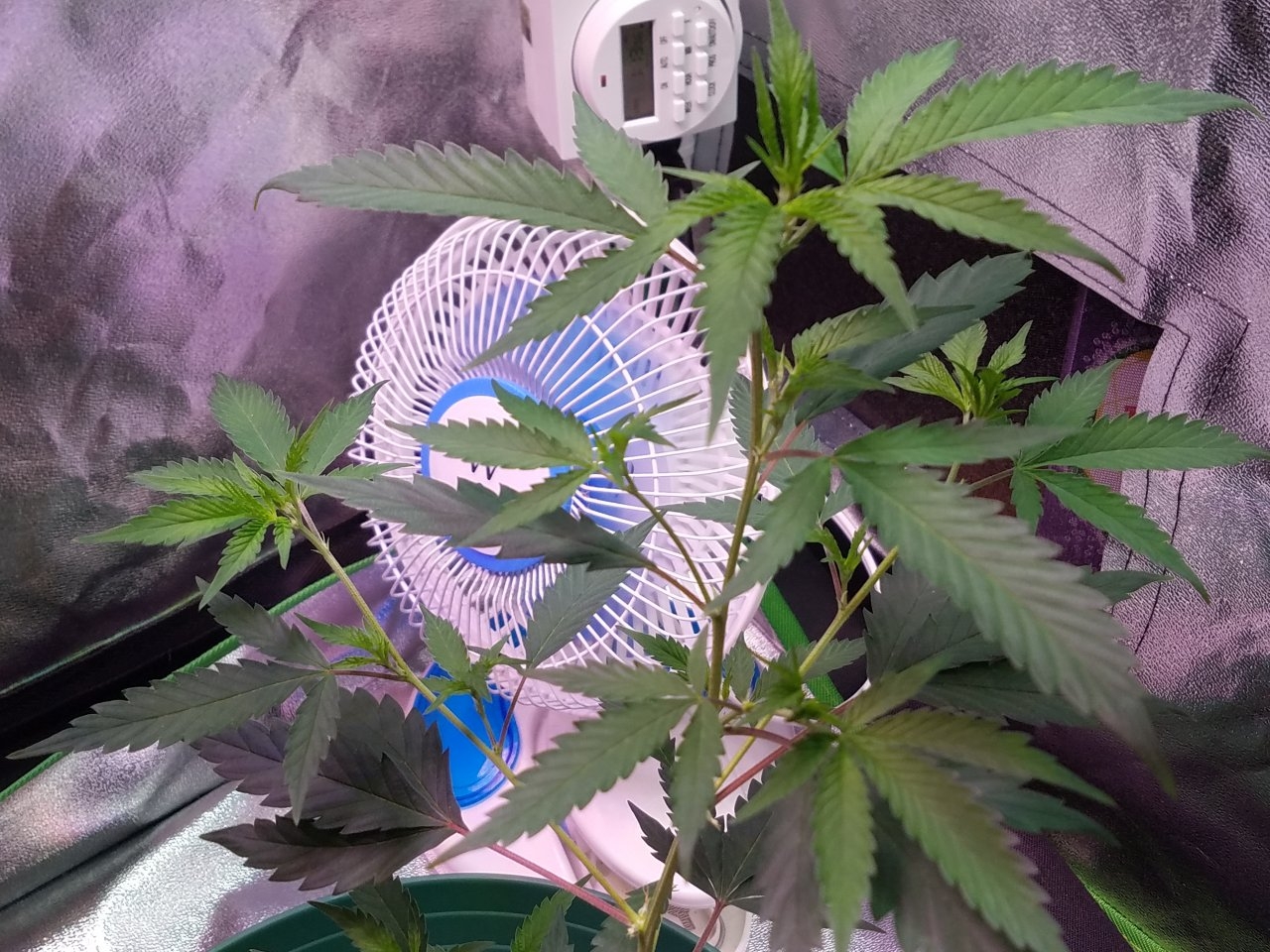 062518 Tangie x Ghost Train Haze Clone Day 46 4.jpg