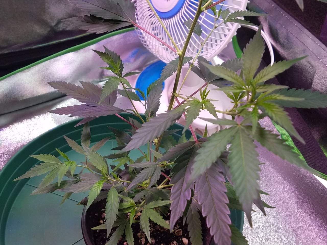 062518 Tangie x Ghost Train Haze Clone Day 46 5.jpg