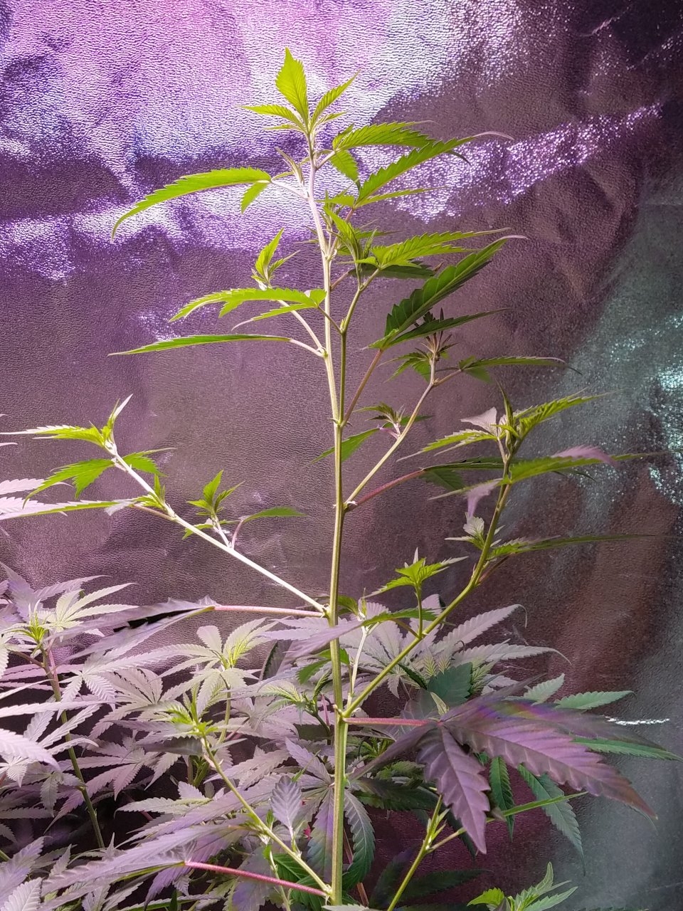 062518 Tangie x Ghost Train Haze Clone Day 46 6.jpg