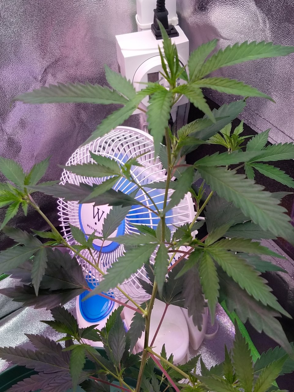 062518 Tangie x Ghost Train Haze Clone Day 46 7.jpg