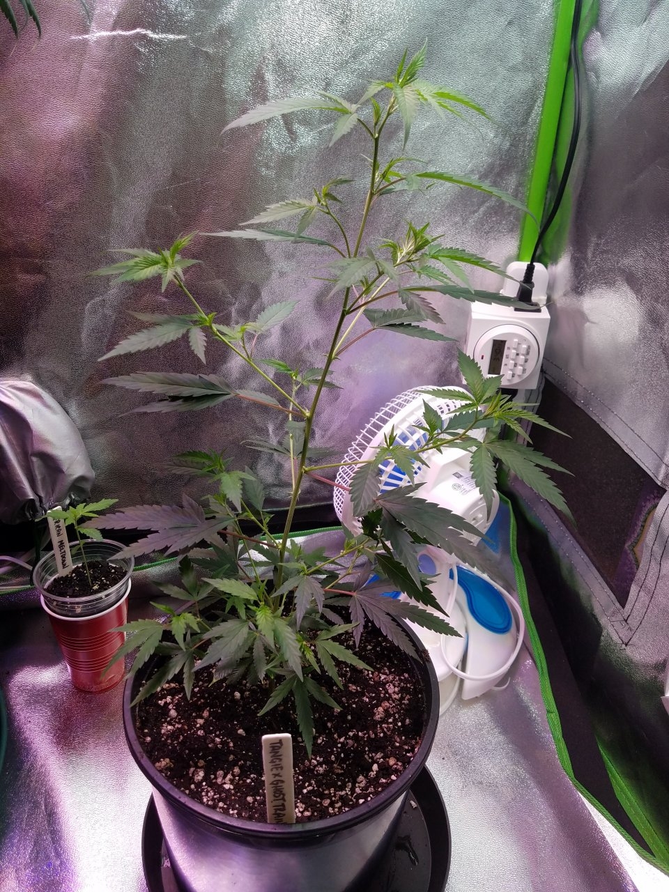 062518 Tangie x Ghost Train Haze Clone Day 46 8.jpg