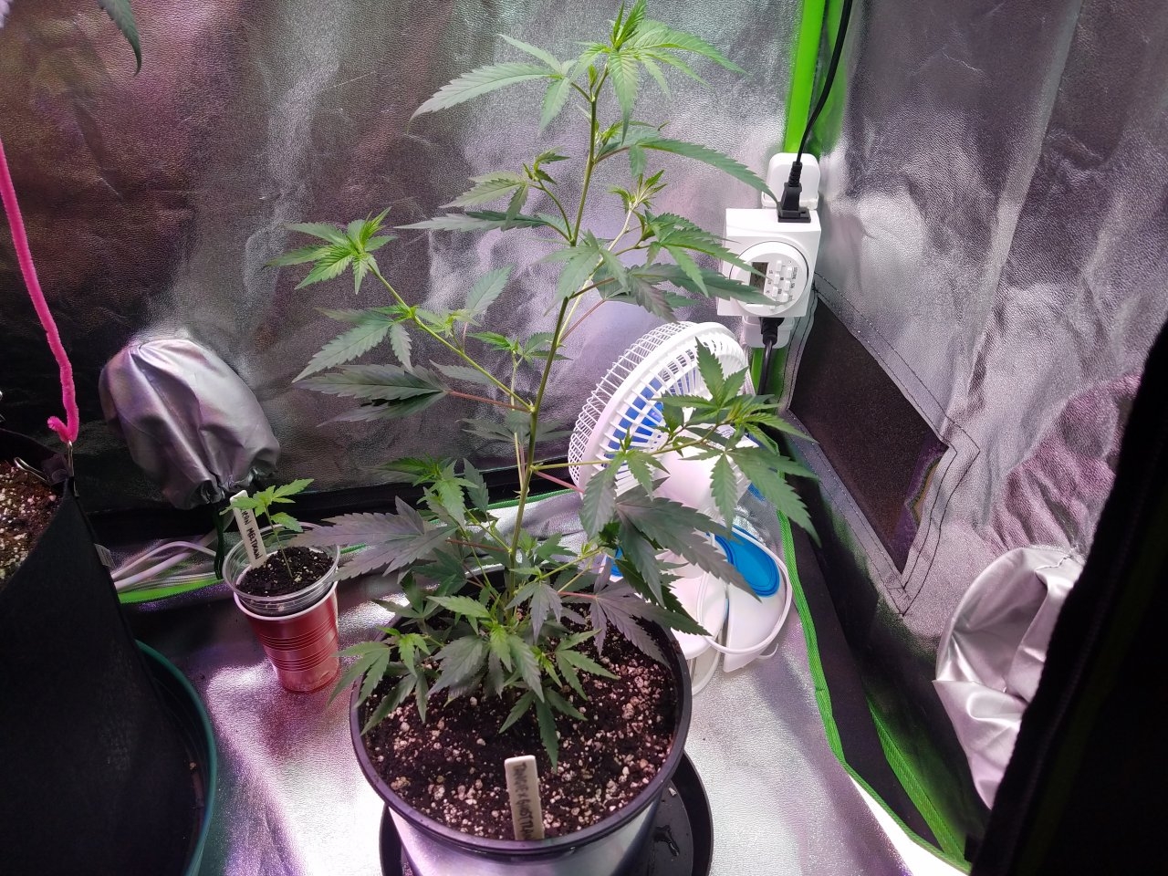 062518 Tangie x Ghost Train Haze Clone Day 46 9.jpg