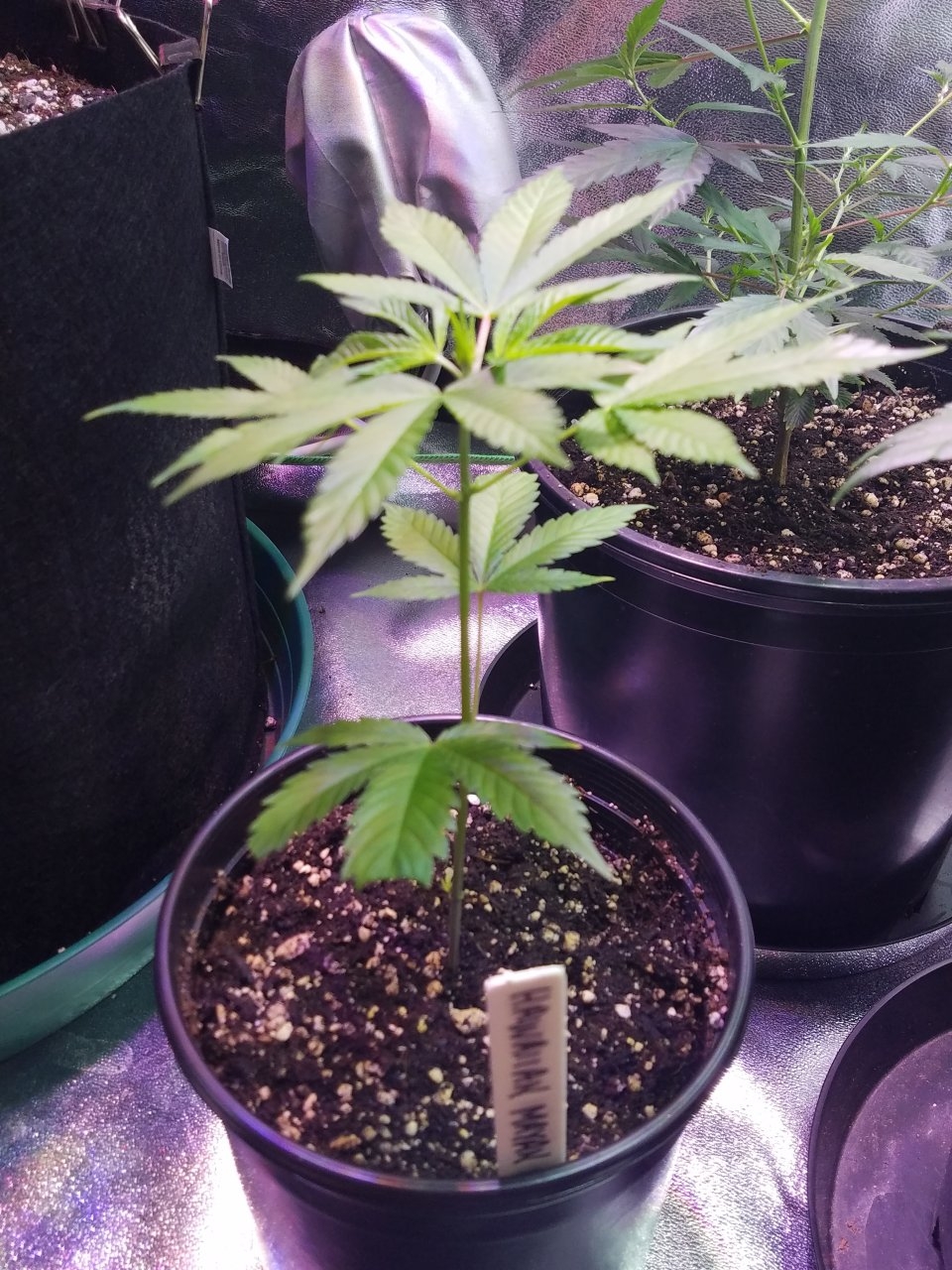 062718 Hawaiian Mayan Gold Clone Day 13 1.jpg