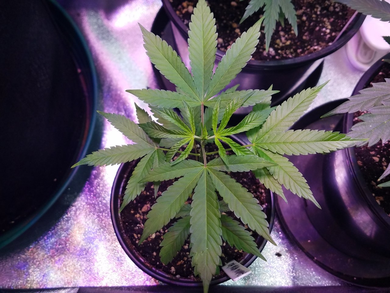 062718 Hawaiian Mayan Gold Clone Day 13 2.jpg