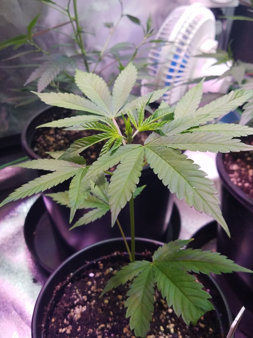 062718 Hawaiian Mayan Gold Clone Day 13 3.jpg