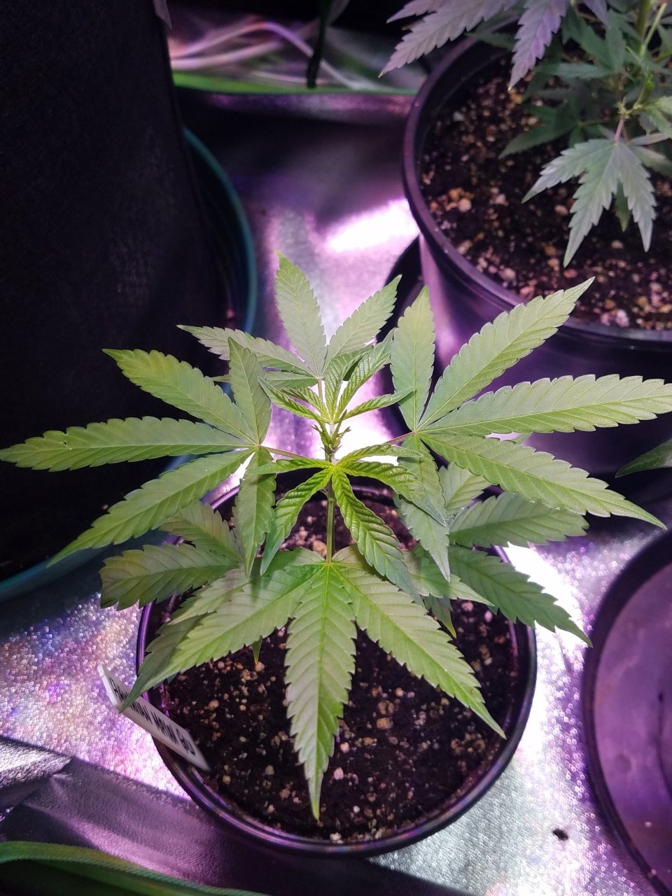 062718 Hawaiian Mayan Gold Clone Day 13 4.jpg