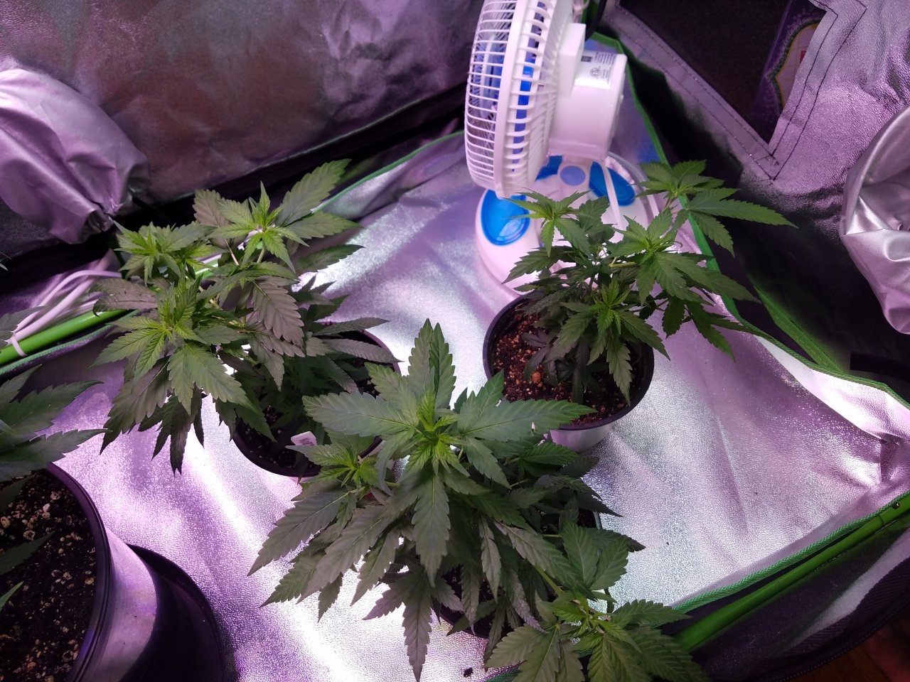 062918 Northern Lights Clones Day 38 1.jpg