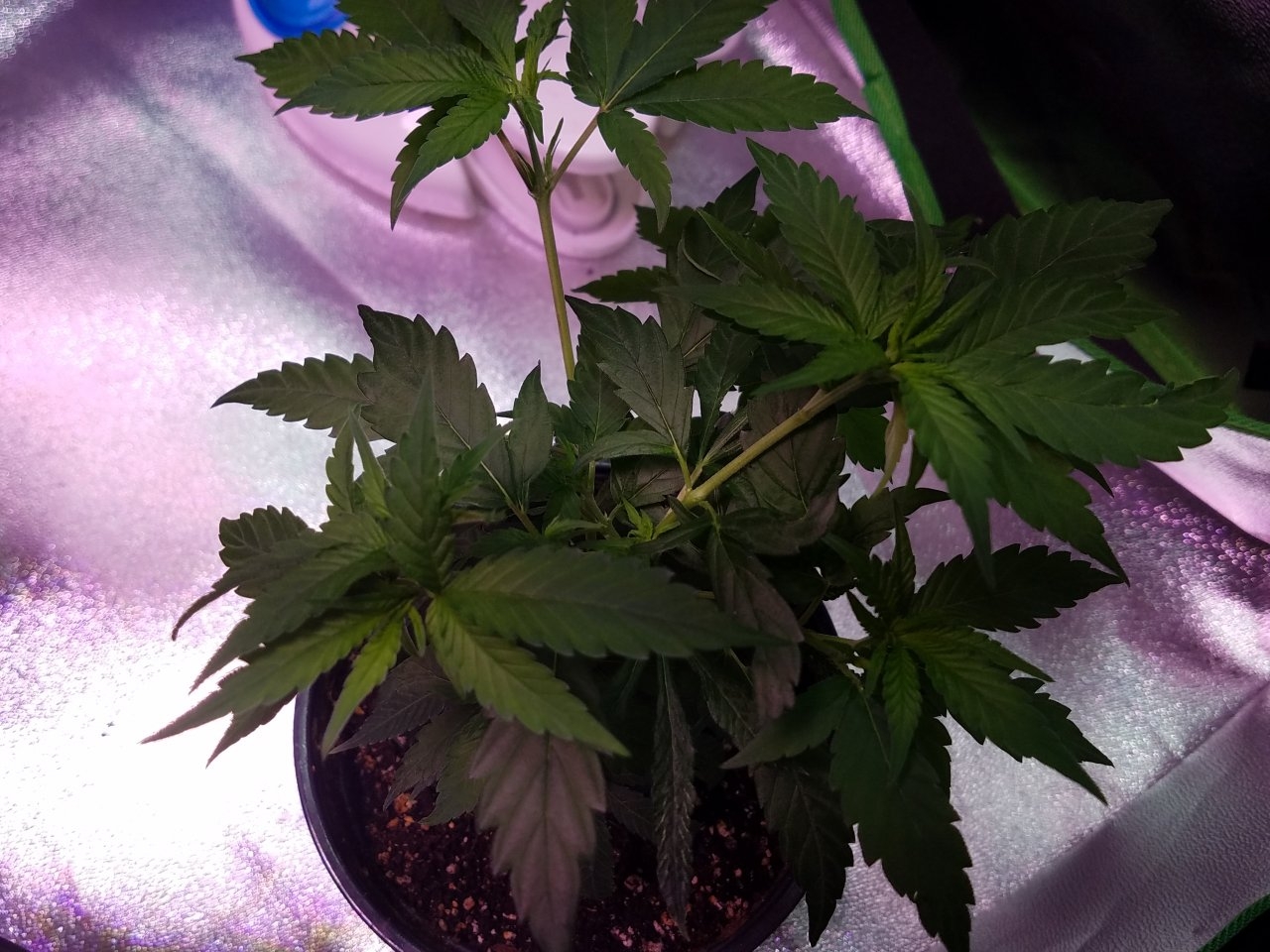 062918 Northern Lights Clones Day 38 10.jpg