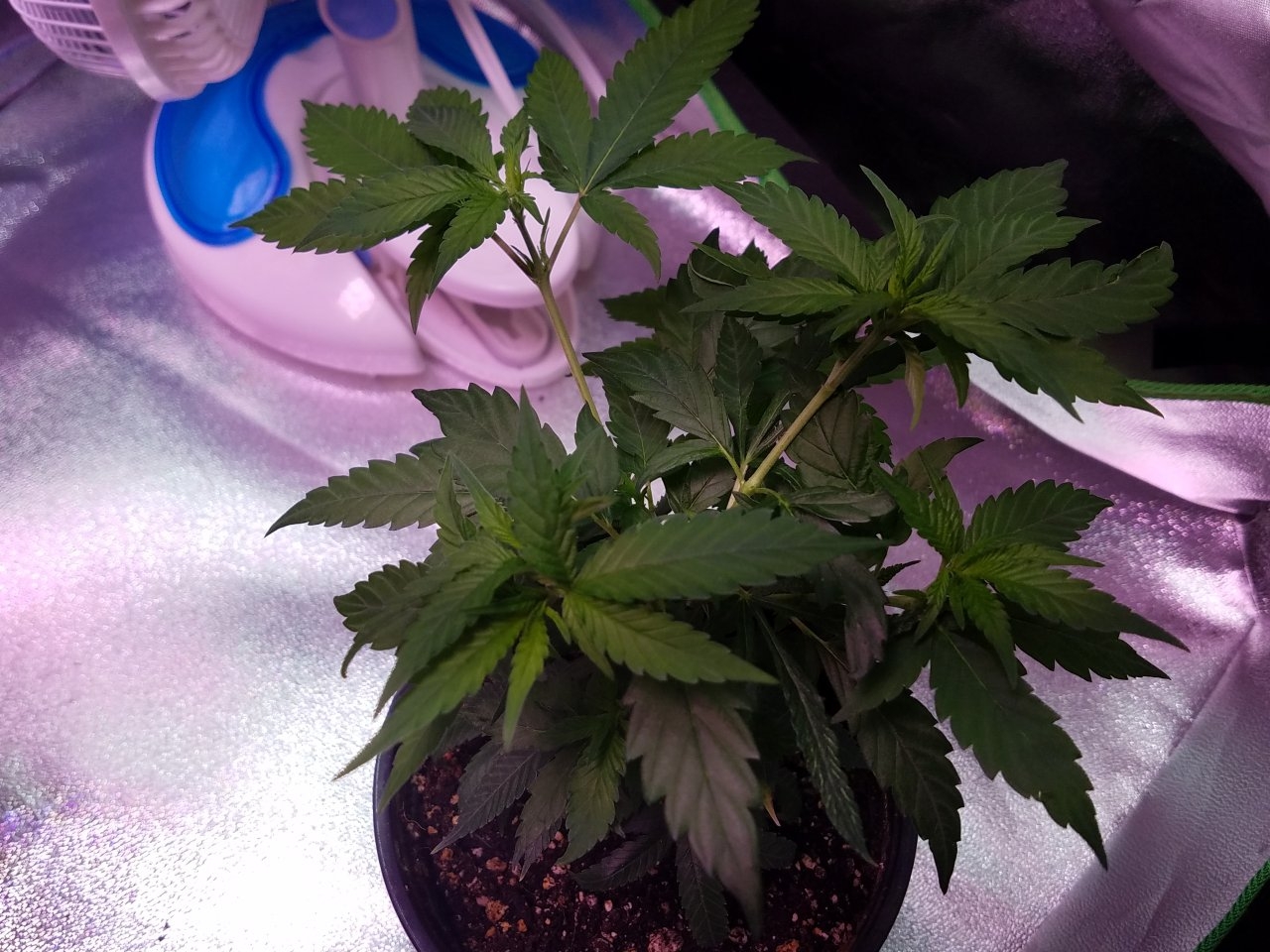 062918 Northern Lights Clones Day 38 11.jpg