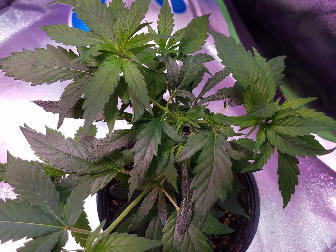 062918 Northern Lights Clones Day 38 12.jpg